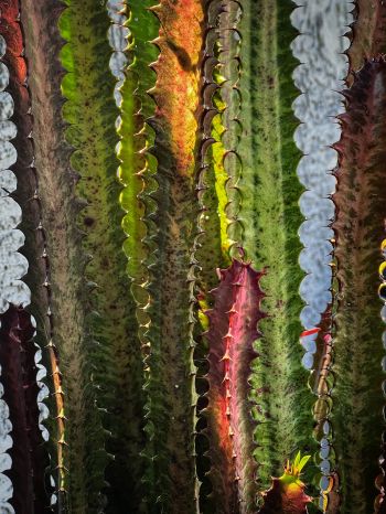 plant, cactus Wallpaper 1620x2160