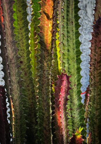 plant, cactus Wallpaper 1668x2388