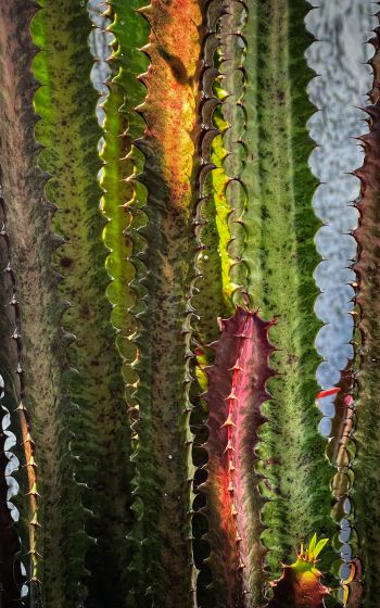 plant, cactus Wallpaper 1600x2560