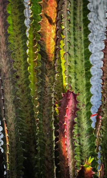 plant, cactus Wallpaper 1200x2000