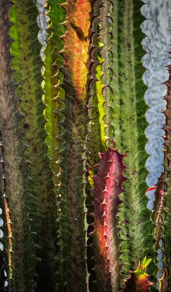 plant, cactus Wallpaper 600x1024