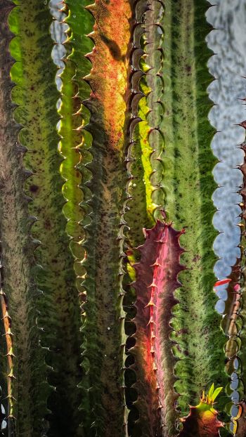 plant, cactus Wallpaper 750x1334