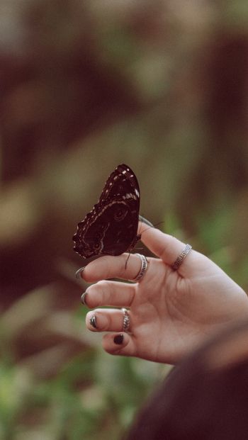 butterfly, on hands Wallpaper 640x1136