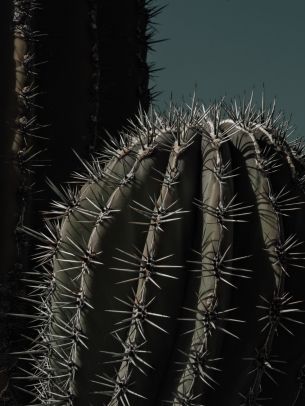 cactus, thorn Wallpaper 2800x3736