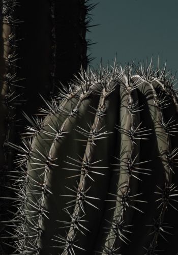 cactus, thorn Wallpaper 1668x2388