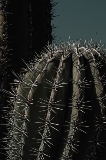 cactus, thorn Wallpaper 640x960