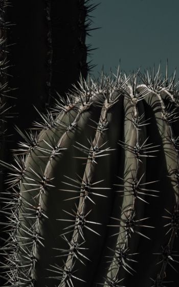 cactus, thorn Wallpaper 1752x2800