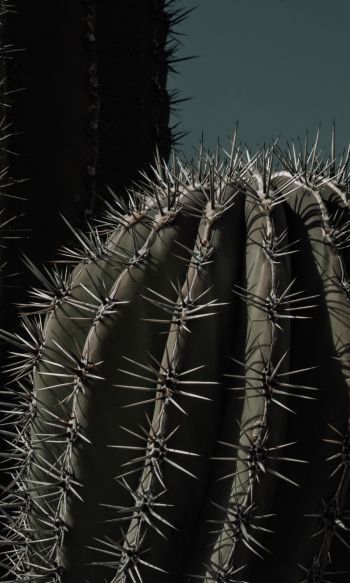 cactus, thorn Wallpaper 1200x2000