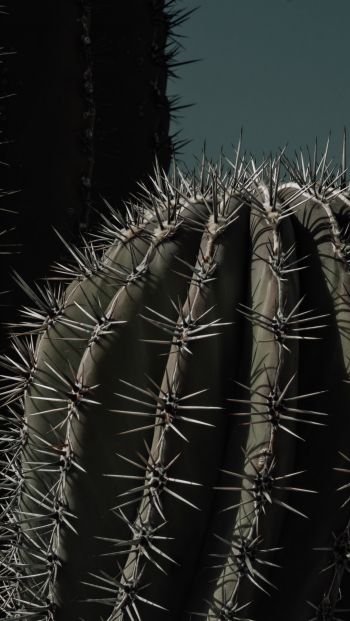 cactus, thorn Wallpaper 640x1136