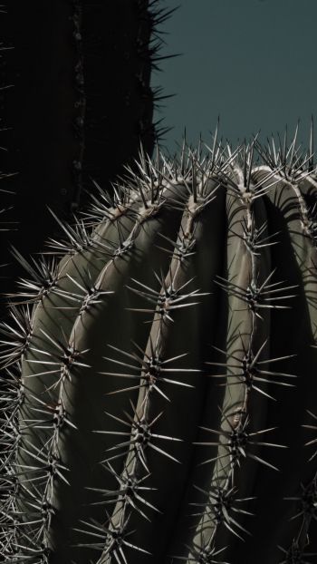 cactus, thorn Wallpaper 750x1334