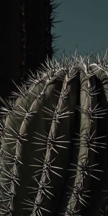 cactus, thorn Wallpaper 720x1440