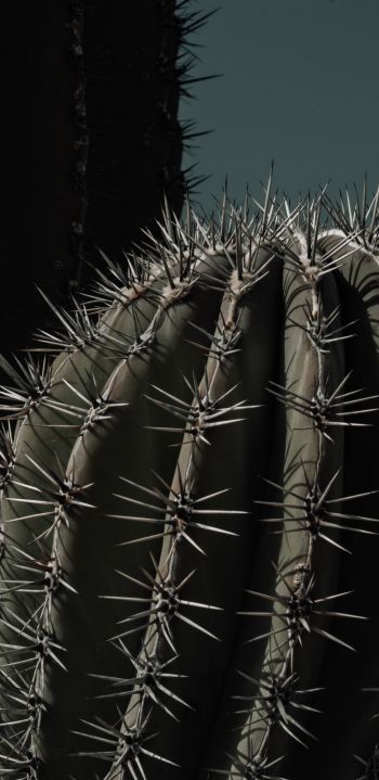 cactus, thorn Wallpaper 1440x2960