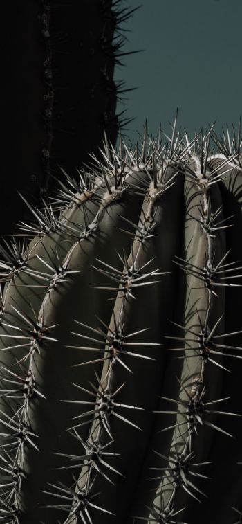 cactus, thorn Wallpaper 1170x2532