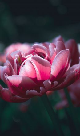 flowers, peonies Wallpaper 600x1024