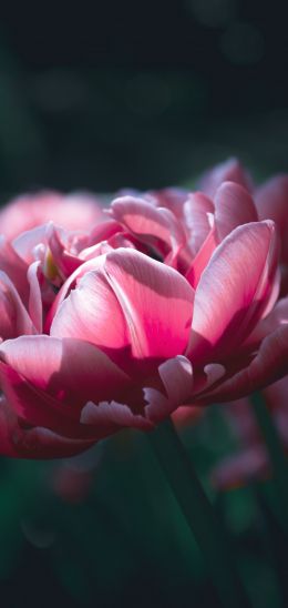 flowers, peonies Wallpaper 1080x2280