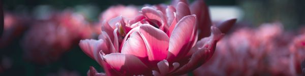 flowers, peonies Wallpaper 1590x400