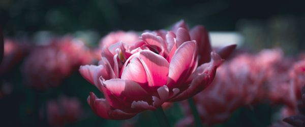 flowers, peonies Wallpaper 3440x1440