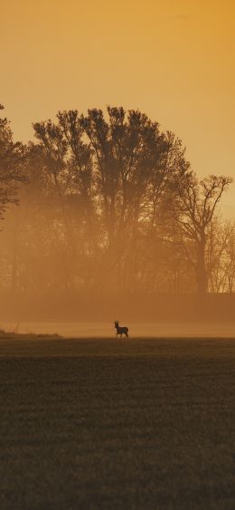 morning landscape, of nature Wallpaper 1080x2340