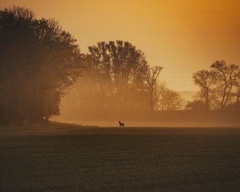 morning landscape, of nature Wallpaper 1280x1024
