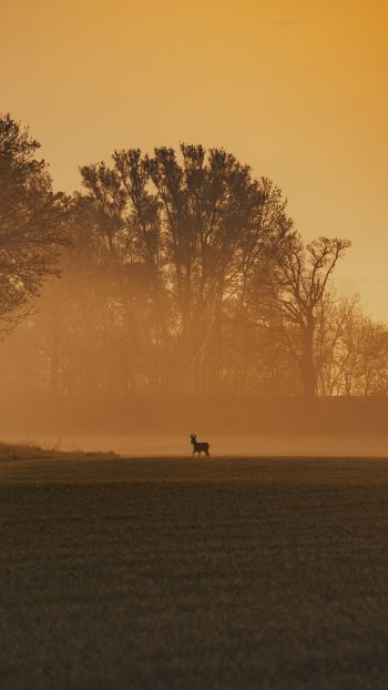 morning landscape, of nature Wallpaper 1080x1920