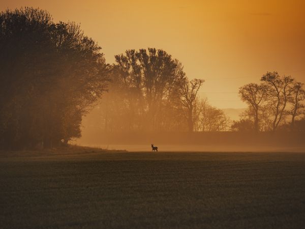 morning landscape, of nature Wallpaper 800x600