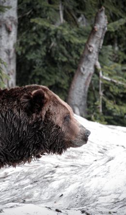 British Columbia, Canada Wallpaper 600x1024