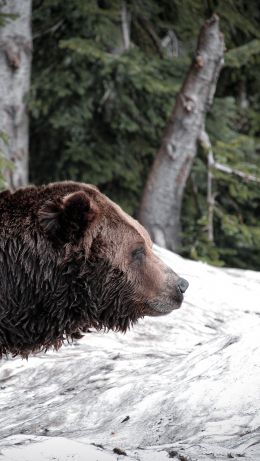 British Columbia, Canada Wallpaper 640x1136