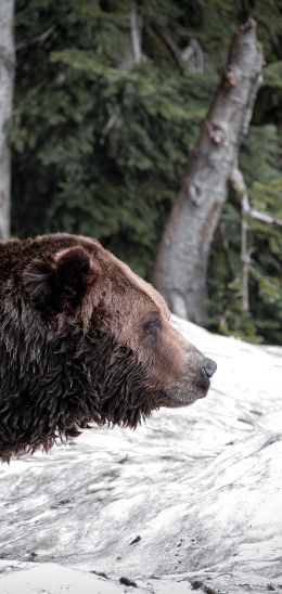 British Columbia, Canada Wallpaper 1080x2280