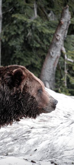 British Columbia, Canada Wallpaper 1080x2400