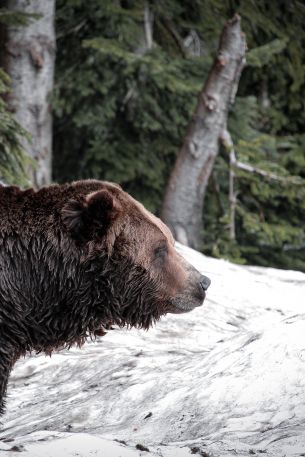 British Columbia, Canada Wallpaper 640x960