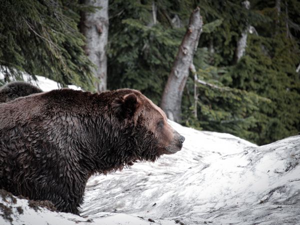 British Columbia, Canada Wallpaper 800x600