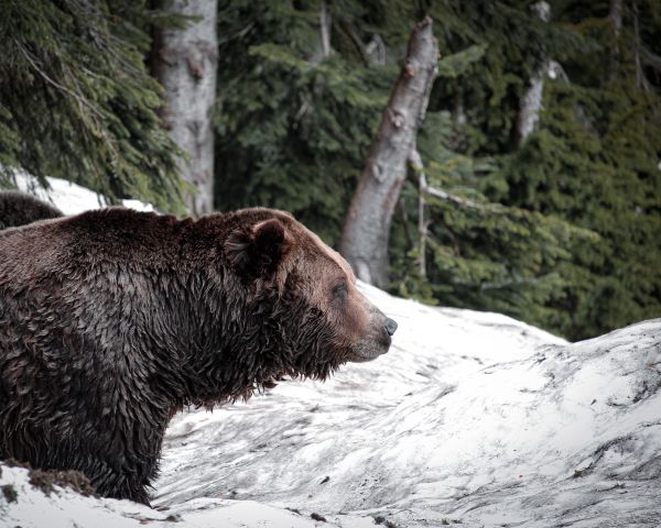 British Columbia, Canada Wallpaper 1280x1024