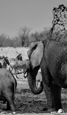 Etosha National Park, Namibia Wallpaper 600x1024