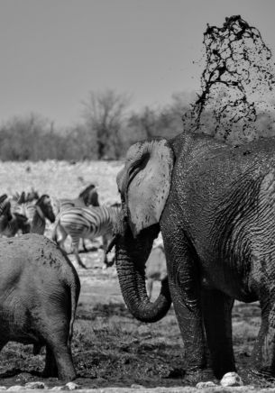 Etosha National Park, Namibia Wallpaper 1668x2388