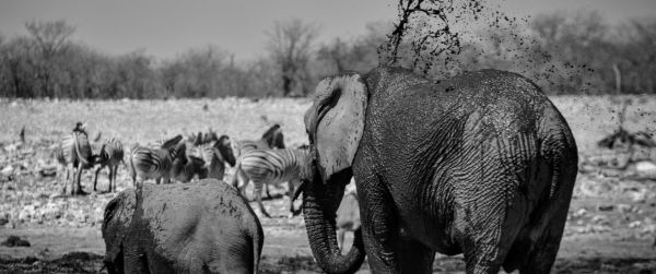 Etosha National Park, Namibia Wallpaper 3440x1440