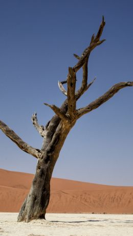 Sossusvlei, Namibia Wallpaper 640x1136