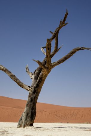 Sossusvlei, Namibia Wallpaper 640x960