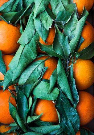 citrus, orange, fruit Wallpaper 1640x2360