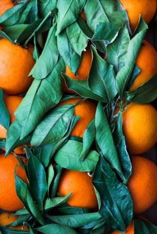 citrus, orange, fruit Wallpaper 4016x6016