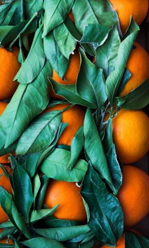 citrus, orange, fruit Wallpaper 1200x2000