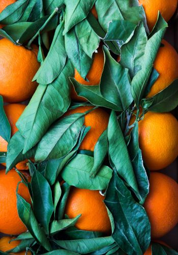 citrus, orange, fruit Wallpaper 1668x2388
