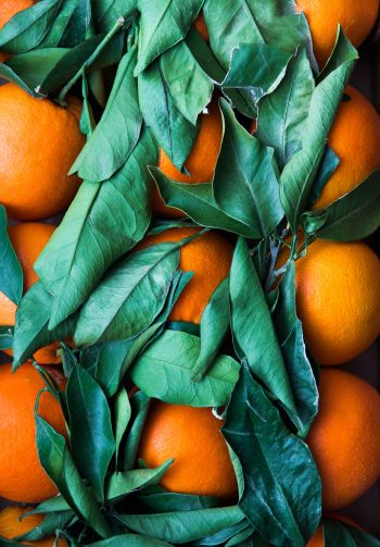 citrus, orange, fruit Wallpaper 1640x2360