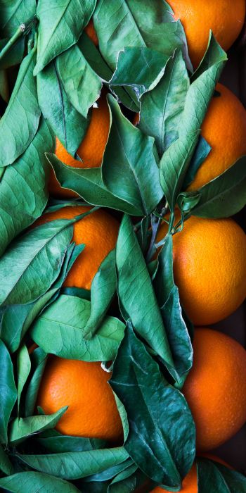 citrus, orange, fruit Wallpaper 720x1440
