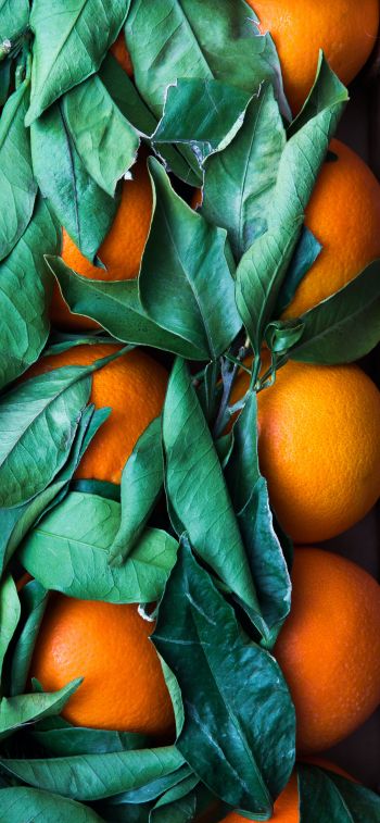 citrus, orange, fruit Wallpaper 828x1792