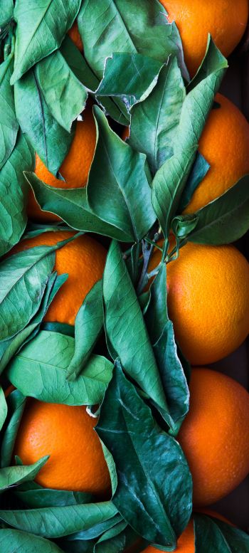 citrus, orange, fruit Wallpaper 1440x3200