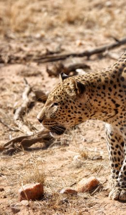 Homas District, Namibia Wallpaper 600x1024