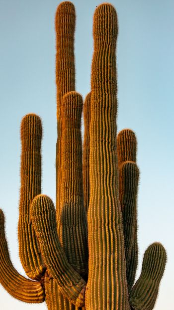 Arizona, USA Wallpaper 1080x1920