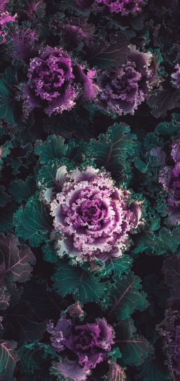 cabbage, vegetable Wallpaper 1440x3040