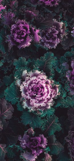 cabbage, vegetable Wallpaper 1080x2340