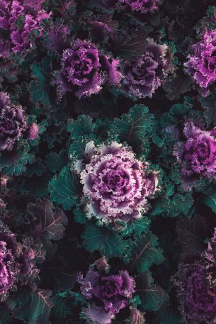 cabbage, vegetable Wallpaper 3456x5184